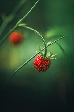 Fraises des bois rouges sur tige, macro nature sauvage