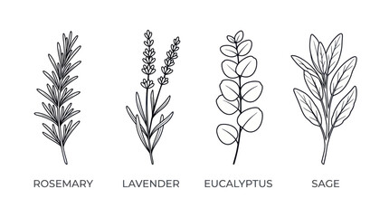 Botanical line art of rosemary lavender eucalyptus and sage herbs © Dedas