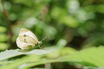 Piéride du chou papillon blanc sur végétation verte, macro © Alisson