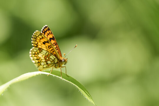 Papillon m&eacute;lit&eacute;e pos&eacute; sur une tige, fond vert bokeh