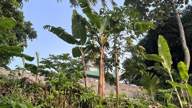 Lush Tropical Banana Trees in Sunny Garden