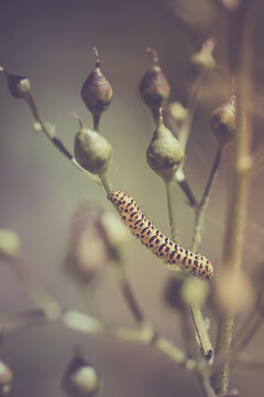 Chenille sur tige de plante s&egrave;che, macro minimaliste