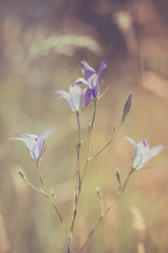 Campanules bleues violettes en macro, fond bokeh chaud