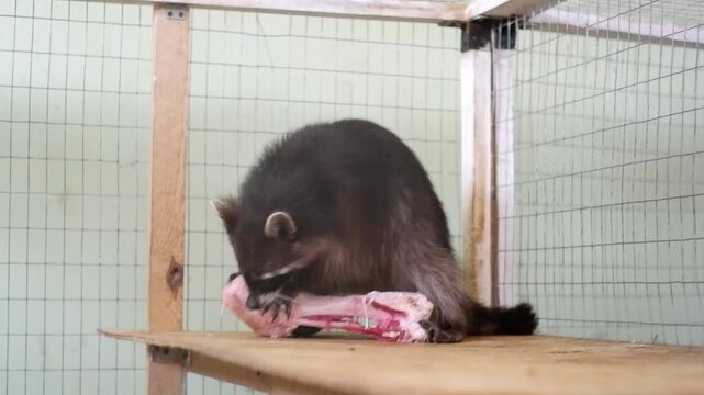 Funny raccoon gnaws on a large piece of raw meat on a bone inside its enclosure