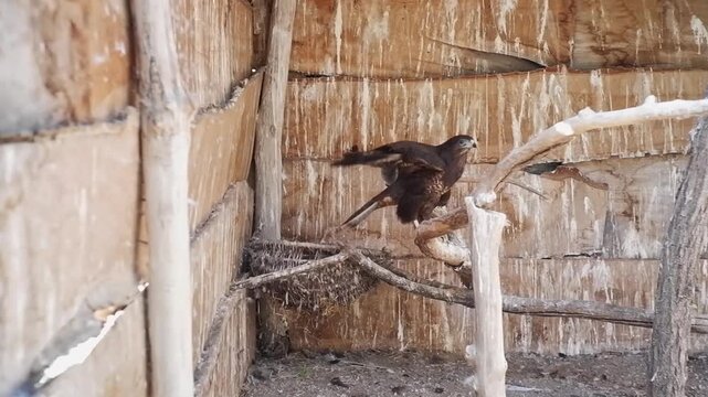 Captive brown common buzzard flapping its wings inside a rustic wooden aviary at a sanctuary