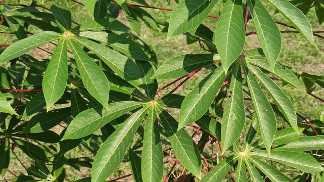 Fresh green cassava leaves (Manihot esculenta) commonly harvested and used as nutritious leafy vegetables in traditional cooking and local cuisine.