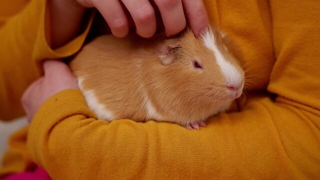 Child's hands holding and stroking a cute, fluffy brown and white guinea pig sitting on their lap