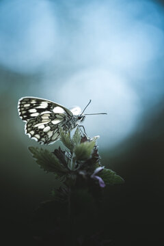 Papillon demi-deuil &eacute;chiquier blanc et noir, macro