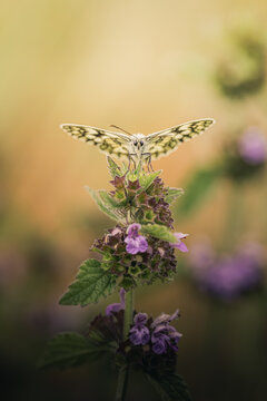 Petit papillon brun pos&eacute;, macro sur fond naturel