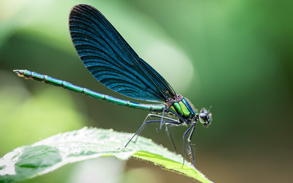 Calopt&eacute;ryx bleu-vert en macro, vue de profil sur feuille