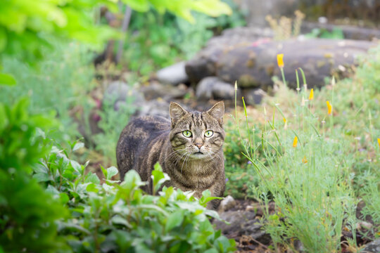 Chat tigr&eacute; tapi dans la v&eacute;g&eacute;tation, regard alerte