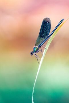 Demoiselle bleue en macro, calopt&eacute;ryx sur tige