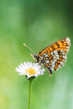 Papillon m&eacute;lit&eacute;e butinant une marguerite, macro