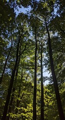 Fototapeta premium Tall Trees in Dense Forest with Sunlight Filtering Through Leaves.