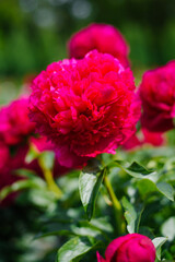 Fototapeta premium Deep Red Peony Howard R Watkins In Bloom