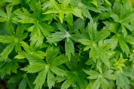 Lush Green Leaves of Astrantia Plant after Rain