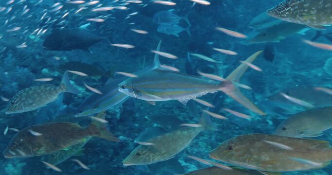 Underwater shot of schools of various small and large fish swimming and feeding around a coral reef. Seascape with passages of predatory large fish darting around in an attempt to eat the smaller ones