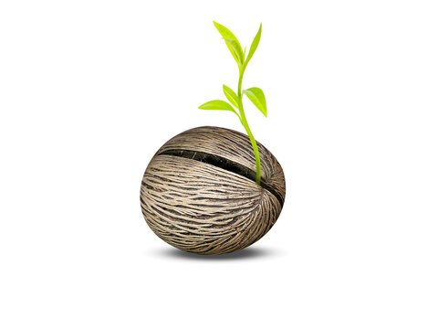 Cerbera odollam or pong pong seeding isolated on a white background
