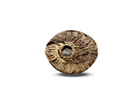 Cerbera odollam or pong pong dried fruits isolated on a white background
