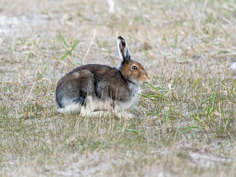 Lepre variabile (Lepus timidus)