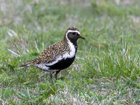 Piviere dorato (Pluvialis apricaria)
