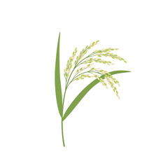 Fototapeta premium Close up illustration of a single rice plant with green leaves and grain spikes.
