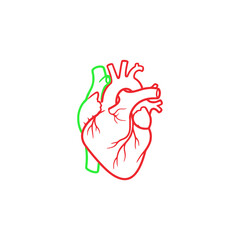 Naklejka premium Anatomical illustration of a human heart with highlighted pulmonary artery and vein.