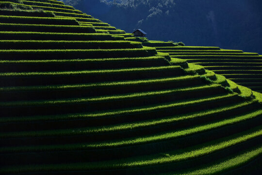 line of terrace ricefield on during sunset Vietnam