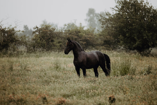 Friesian standing on a grass field during rainy weather