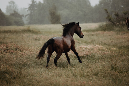 Brown horse running through the rain on a summer field