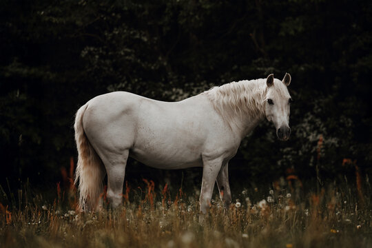 White PRE Stallion Standing in a Meadow with Whimsical Atmosphere