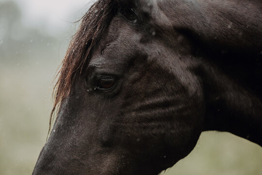 Close Up of brown horse in rain