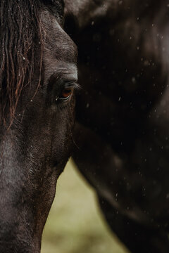 Close Up of a dark horses eye in rainy weather