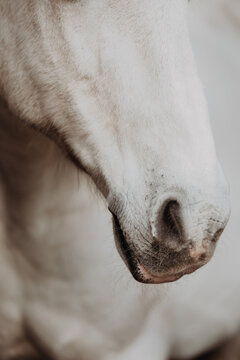 Close Up of a white horses nose