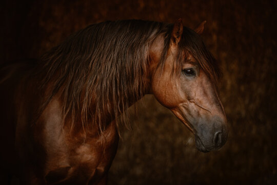 Portrait picture of a brown spanish stallion