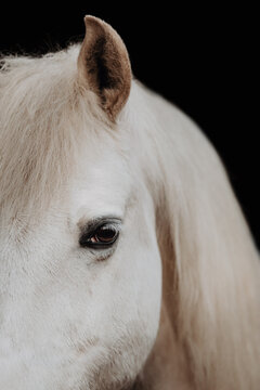 Close Up Picture of a white horses eye