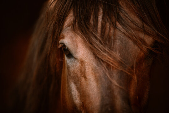 Close up of a brown spanish horses eye