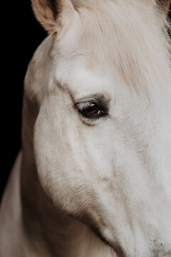 Close Up of a white horses eye