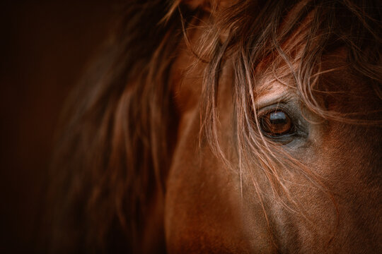 Close Up of a bay spanish stallion
