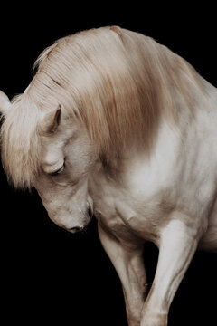 Portrait of a white horse with black background