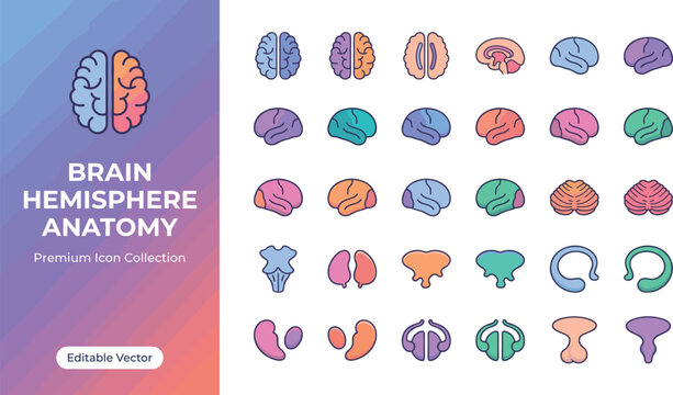 Colorful brain hemisphere anatomy icons set