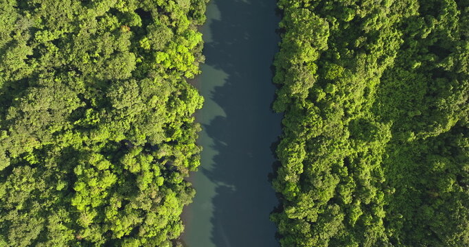 Top down view jungle river winding through dense vibrant green tropical rainforest canopy, pristine untouched wilderness, beautiful remote nature landscape. Drone shot. Travel, explore Solomon Islands