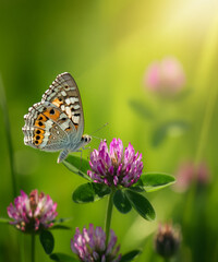 Fototapeta premium Wild flowers of clover and butterfly in a meadow in nature in the rays of sunlight in summer in the spring close-up