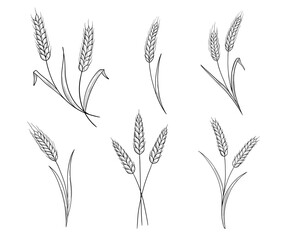 Fototapeta premium Vintage wheat and grain collection featuring hand drawn ears, stalks, and seeds. Perfect for bakery, farm branding, and natural cereal packaging designs.