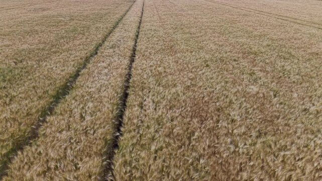 An aerial view captures parallel tractor tracks cutting through a vast golden barley field in rural Hungary during summer.
