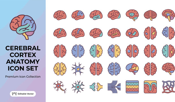 Colorful cerebral cortex anatomy icon set for medical and educational use