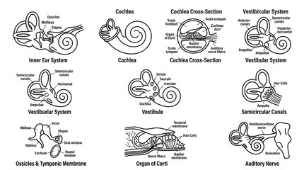 Anatomical diagrams of the human inner ear and auditory nerve system © kemu