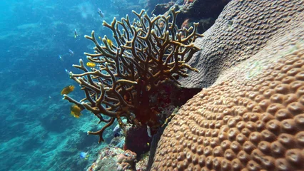 Underwater scene: tropical fish swimming around diverse coral formations including branching coral and brain coral within the vibrant marine ecosystem of Fiji Islands. Diving, wild nature exploration © Goinyk