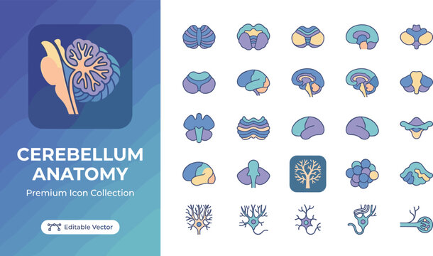 Cerebellum brain anatomy icons set in vibrant colors