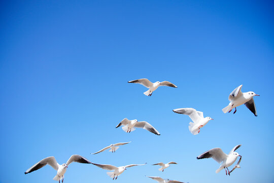 Seagulls in Flight Against a Clear Blue Sky